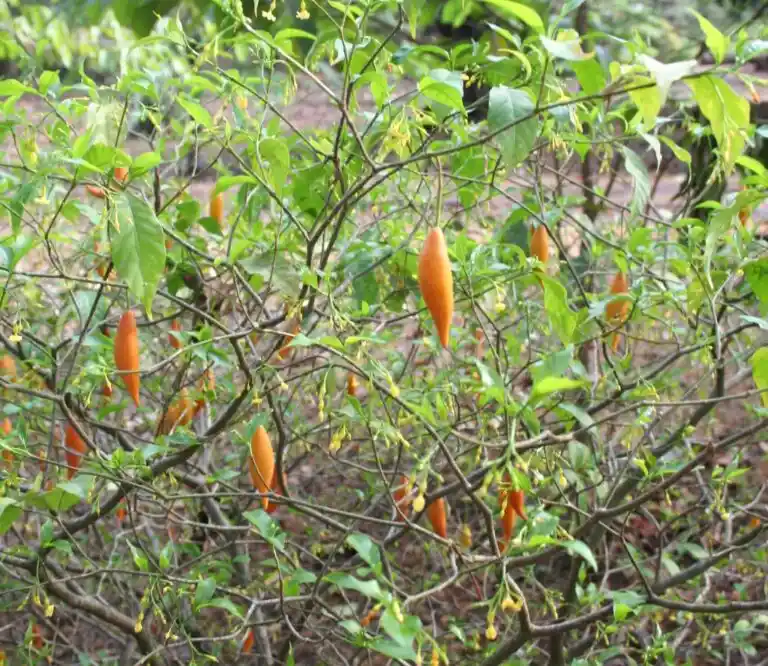 Noribogaine vs. Ibogaine: Learn the Difference